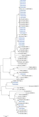 Molecular diagnosis and genotyping of Orientia tsutsugamushi in Maesot and Chiangrai, Thailand